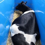 Riser Tank Floating Cow