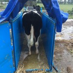 Riser Tank with Cow