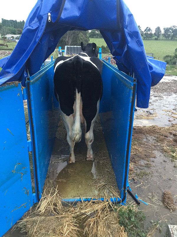 Riser Tank with Cow